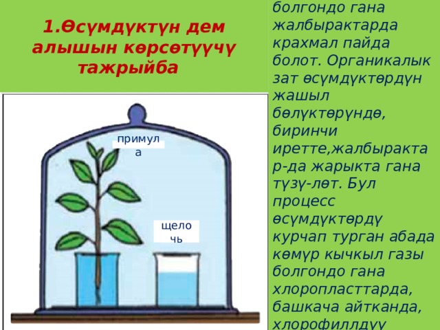1.Өсүмдүктүн дем алышын көрсөтүүчү тажрыйба Өсүмдүктү курчап турган абада көмүр кычкыл газ болгондо гана жалбырактарда крахмал пайда болот. Органикалык зат өсүмдүктөрдүн жашыл бөлүктөрүндө, биринчи иретте,жалбырактар-да жарыкта гана түзү-лөт. Бул процесс өсүмдүктөрдү курчап турган абада көмүр кычкыл газы болгондо гана хлоропласттарда, башкача айтканда, хлорофиллдүү жалбырак пластинкасында жүрөт. щелочь примула 