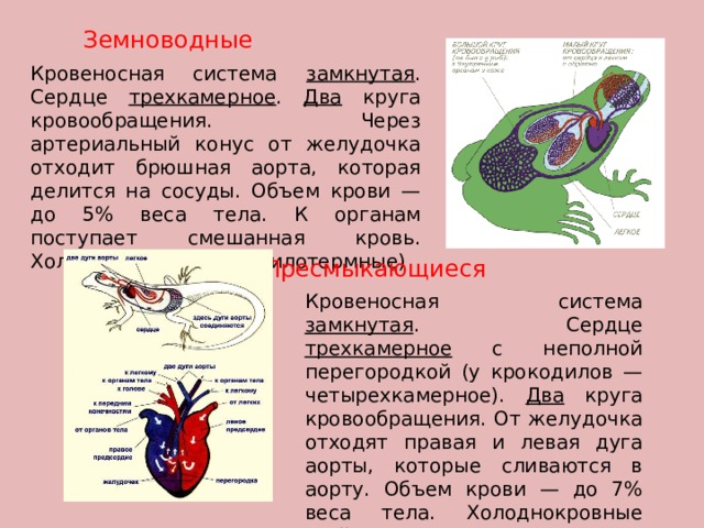 Особенность кровообращения земноводных. Земноводные кровеносная система. Трехкамерное сердце. Два круга кровообращения у земноводных.