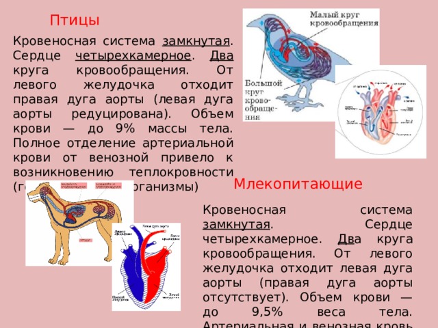 Птицы Кровеносная система замкнутая . Сердце четырехкамерное . Два круга кровообращения. От левого желудочка отходит правая дуга аорты (левая дуга аорты редуцирована). Объем крови — до 9% массы тела. Полное отделение артериальной крови от венозной привело к возникновению теплокровности (гомойотермных организмы) Млекопитающие Кровеносная система замкнутая . Сердце четырехкамерное. Дв а круга кровообращения. От левого желудочка отходит левая дуга аорты (правая дуга аорты отсутствует). Объем крови — до 9,5% веса тела. Артериальная и венозная кровь не смешивается. Теплокровные (гомойотермные) 