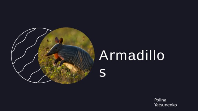 A r madillo s Polina  Yatsunenko 