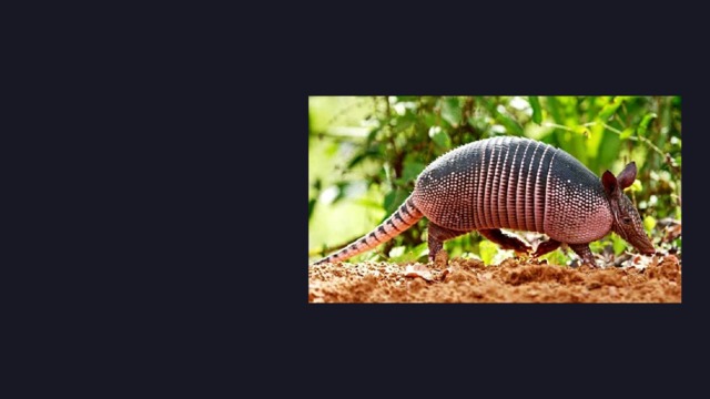 Looking  a t  an a r madillo , y o u immedia t el y pl u nge  in t o t he ancien t , p r imi t i v e w o r ld .  The 0 2 image  of  t hi s  animal  e v oke s j ust  su ch t ho u gh ts , beca us e i ts  s hell  i s  s imila r  t o d r agon  s cale s .  B ut  i t  j ust s eem s s o , in fac t , a r madillo s a r e c ut e , defen s ele ss , t o u ching and  f u nn y c r ea tur e s . 