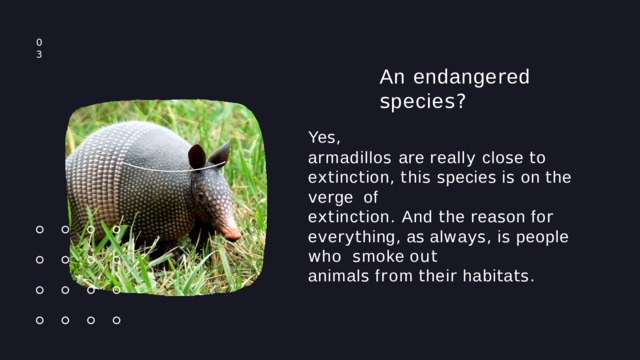 0 3 An endange r ed  s pecie s ? Ye s , a r madillo s a r e r eall y clo s e t o e xt inc t ion ,  t hi s  s pecie s  i s  on  t he  v e r ge of e xt inc t ion . And t he r ea s on fo r e v e ryt hing ,  a s  al w a ys ,  i s  people  w ho s moke  o ut animal s  f r om  t hei r  habi t a ts . 