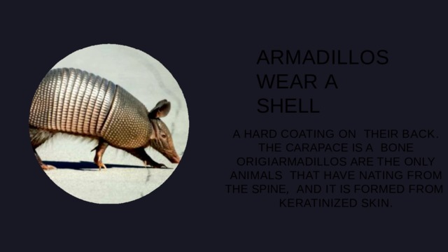 0 4 ARMADILLOS WEAR A  SHELL A HARD COATING ON THEIR BACK . THE CARAPACE IS A BONE ORIGI ARMADILLOS ARE THE ONLY  ANIMALS THAT HAVE NATING FROM THE  SPINE , AND IT IS FORMED FROM KERATINIZED  SKIN . 