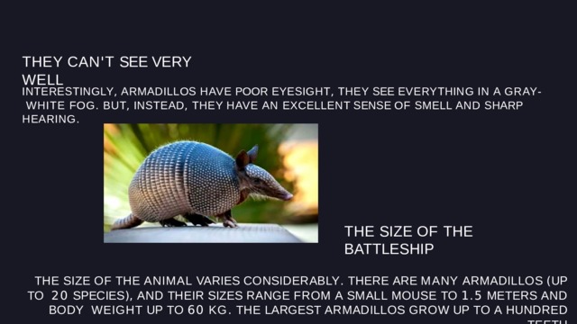 THEY CAN ' T SEE VERY  WELL INTERESTINGLY ,  ARMADILLOS  HAVE  POOR  EYESIGHT ,  THEY  SEE  EVERYTHING  IN  A  GRAY - WHITE FOG . BUT , INSTEAD , THEY HAVE AN EXCELLENT SENSE OF SMELL AND SHARP HEARING . THE SIZE OF THE  BATTLESHIP THE  SIZE  OF  THE  ANIMAL  VARIES  CONSIDERABLY .  THERE  ARE  MANY  ARMADILLOS  ( UP  TO  20  SPECIES ),  AND  THEIR  SIZES  RANGE  FROM  A  SMALL  MOUSE  TO  1 . 5  METERS  AND  BODY  WEIGHT  UP  TO  60  KG .  THE  LARGEST  ARMADILLOS  GROW  UP  TO  A  HUNDRED  TEETH 