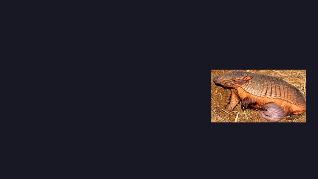 0 6 ARMADILLO  PREGNANCY WHEN THE ARMADILLO EGG IS FERTILIZED , IT BEGINS ITS DEVELOPMENT ,  THEN  AGAIN  COMES  THE  RESTING  STAGE .  THEN AGAIN , THE EGG BEGINS ITS DEVELOPMENT . ARMADILLO PREGNANCY LASTS FROM  5  TO  7  MONTHS .  IN  STRESSFUL  CASES , THE FEMALE CAN MANAGE HER OWN PREGNANCY . IT CAN SUSPEND ITS DEVELOPMENT FOR UP TO SEVERAL YEARS . ARMADILLOS ARE MAMMALS , BUT THEY , LIKE NO OTHER MAMMAL , LAY EGGS , FROM WHICH THEY ALWAYS PRODUCE SAME - SEX BABIES . UP TO 4 YOUNG CAN EMERGE FROM THE EGG . A  FEMALE  ARMADILLO  CAN  GIVE  BIRTH  TO  UP  TO  12  CUBS  AT  A TIME , WHICH ARE ALREADY SEEN IMMEDIATELY AFTER BIRTH . THE NEWLY BORN ARMADILLO CRUMBS ARE COMPLETELY DEFENSELESS ,  THEY  ARE  COMPLETELY  WITHOUT  A  SHELL ,  AND THEIR  BODY  IS  COVERED  ONLY  WITH  THIN  AND  SOFT  SKIN . 