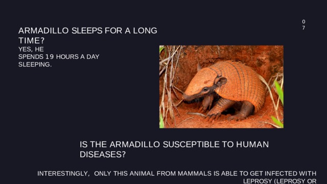 0 7 ARMADILLO SLEEPS FOR A LONG  TIME ? YES ,  HE SPENDS 19  HOURS A DAY SLEEPING . IS THE ARMADILLO SUSCEPTIBLE TO HUMAN  DISEASES ? INTERESTINGLY , ONLY  THIS  ANIMAL  FROM  MAMMALS  IS  ABLE  TO  GET  INFECTED  WITH  LEPROSY  ( LEPROSY  OR HANSEN ' S  DISEASE . 