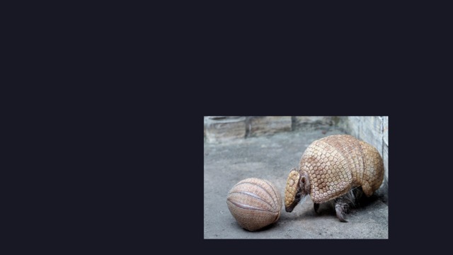 0 8 CAN ARMADILLOS  SWIM ? SWIMMING  IS NOT  AVAILABLE  FOR  ARMADILLOS .  BUT ,  IF  THEY  NEED  TO  OVERCOME  A  SMALL  BODY  OF WATER ,  THEY  CAN  CROSS  IT  ON  THE  BOTTOM ,  UNDER  WATER .  BY  THE  WAY ,  DURING  THE TRANSITION ,  THEY  MAY  NOT  BREATHE  ( ABOUT  5 - 6  MINUTES ). 