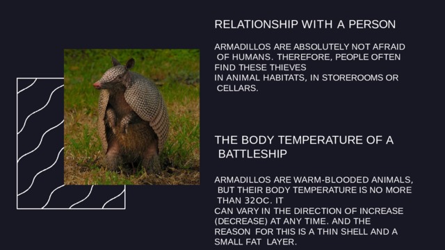RELATIONSHIP WITH A  PERSON ARMADILLOS ARE ABSOLUTELY NOT  AFRAID OF HUMANS . THEREFORE , PEOPLE OFTEN FIND THESE  THIEVES IN  ANIMAL  HABITATS ,  IN  STOREROOMS  OR CELLARS . THE BODY TEMPERATURE OF  A BATTLESHIP ARMADILLOS ARE WARM - BLOODED  ANIMALS , BUT THEIR BODY TEMPERATURE IS NO MORE THAN 32 OC .  IT CAN VARY IN THE DIRECTION OF INCREASE ( DECREASE )  AT  ANY  TIME .  AND  THE  REASON FOR  THIS  IS  A  THIN  SHELL  AND  A  SMALL  FAT LAYER . 