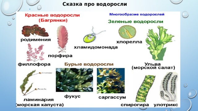 Сказка про водоросли 