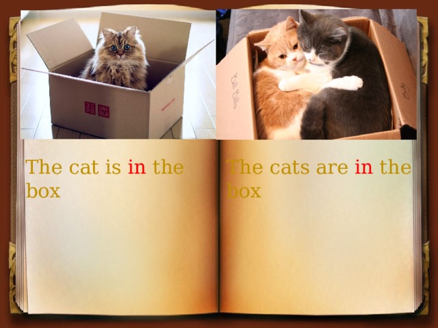 The cat is in the box The cats are in the box 