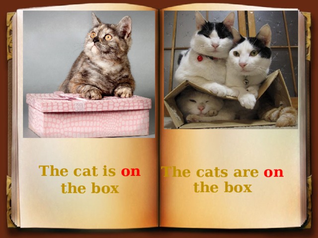 The cats are on the box The cat is on the box 