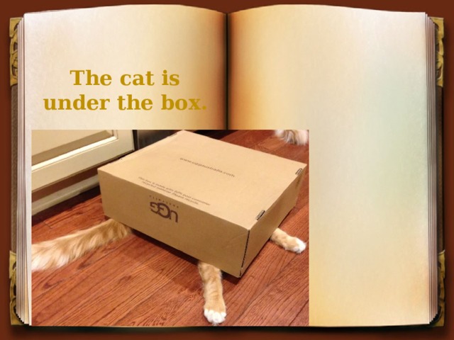 The cat is under the box. 