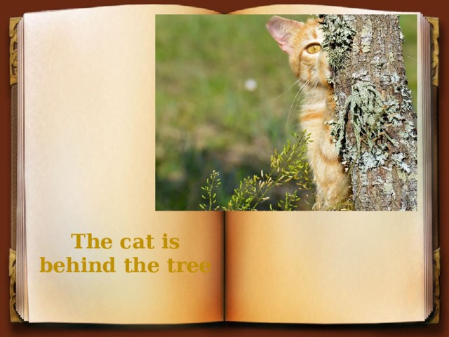 The cat is behind the tree 