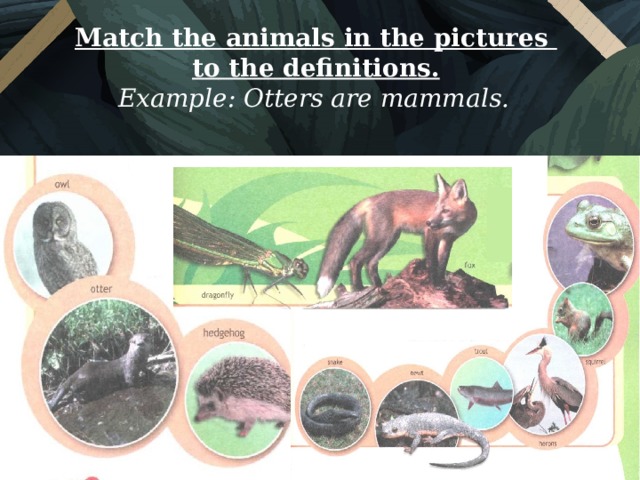 Match the animals in the pictures  to the definitions. Example: Otters are mammals.