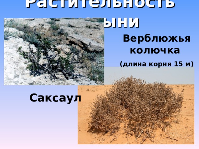 Растительность пустыни Верблюжья колючка (длина корня 15 м) Саксаул 