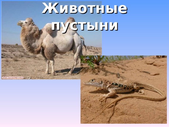 Животные пустыни 11 