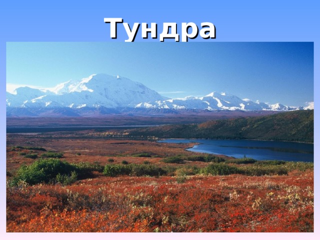 Тундра . 