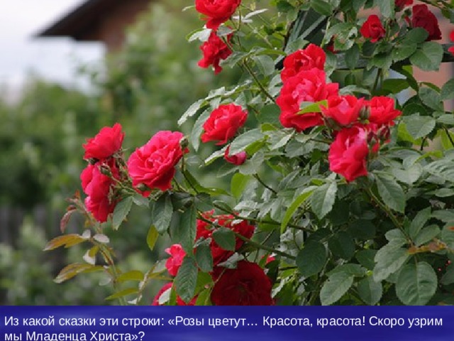 Из какой сказки эти строки : «Розы цветут… Красота, красота! Скоро узрим мы Младенца Христа» ? 