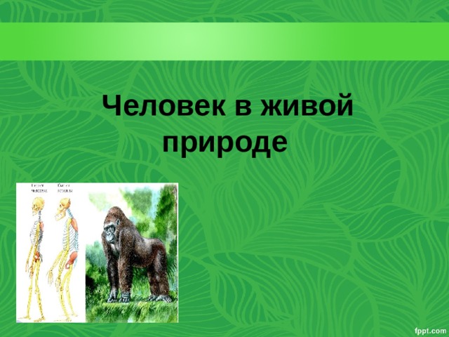  Человек в живой природе 