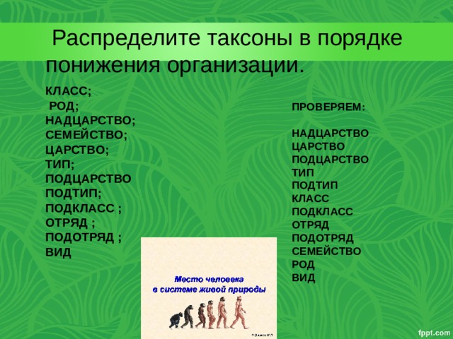 Схема вид род семейство отряд класс подтип тип царство