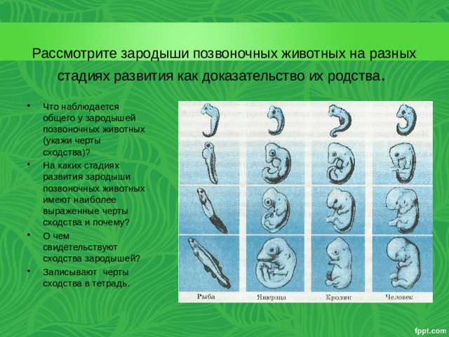 Рассмотрите зародыши позвоночных животных на разных стадиях развития как доказательство их родства . Что наблюдается общего у зародышей позвоночных животных (укажи черты сходства)? На каких стадиях развития зародыши позвоночных животных имеют наиболее выраженные черты сходства и почему? О чем свидетельствуют сходства зародышей? Записывают черты сходства в тетрадь. 