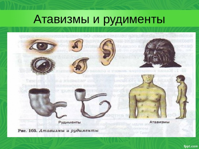 Атавизмы и рудименты 
