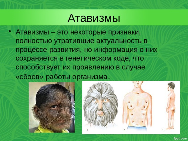 Атавизмы Атавизмы – это некоторые признаки, полностью утратившие актуальность в процессе развития, но информация о них сохраняется в генетическом коде, что способствует их проявлению в случае «сбоев» работы организма .  