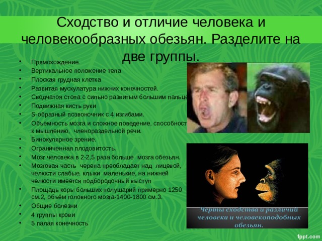 Сходство и отличие человека и человекообразных обезьян. Разделите на две группы.   Прямохождение. Вертикальное положение тела Плоская грудная клетка Развитая мускулатура нижних конечностей. Сводчатоя стопа с сильно развитым большим пальцем Подвижная кисть руки S-образный позвоночник с 4 изгибами. Объемность мозга и сложное поведение, способность к мышлению, членораздельной речи. Бинокулярное зрение. Ограниченная плодовитость. Мозг человека в 2-2,5 раза больше мозга обезьян. Мозговая часть черепа преобладает над лицевой, челюсти слабые, клыки маленькие, на нижней челюсти имеется подбородочный выступ Площадь коры больших полушарий примерно 1250 см.2, объём головного мозга-1400-1800 см.3. Общие болезни 4 группы крови 5 палая конечность 