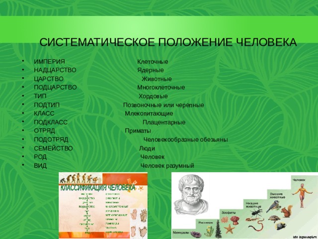 СИСТЕМАТИЧЕСКОЕ ПОЛОЖЕНИЕ ЧЕЛОВЕКА   ИМПЕРИЯ  Клеточные НАДЦАРСТВО  Ядерные ЦАРСТВО Животные ПОДЦАРСТВО  Многоклеточные ТИП  Хордовые ПОДТИП  Позвоночные или черепные КЛАСС  Млекопитающие ПОДКЛАСС Плацентарные ОТРЯД  Приматы ПОДОТРЯД Человекообразные обезьяны СЕМЕЙСТВО  Люди РОД  Человек ВИД  Человек разумный 