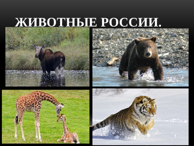 Животные России. 
