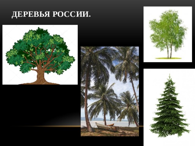Деревья России. 