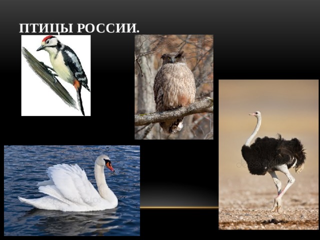Птицы России. 