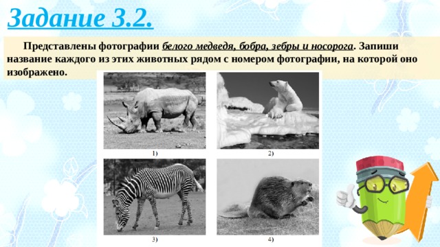 Задание 3.2. Представлены фотографии белого медведя, бобра, зебры и носорога . Запиши название каждого из этих животных рядом с номером фотографии, на которой оно изображено. 