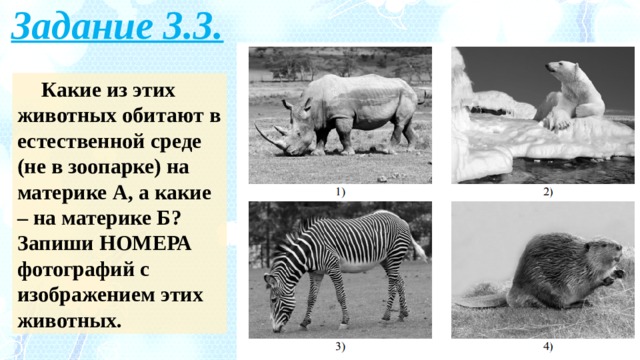 Задание 3.3. Какие из этих животных обитают в естественной среде (не в зоопарке) на материке А, а какие – на материке Б? Запиши НОМЕРА фотографий с изображением этих животных. 