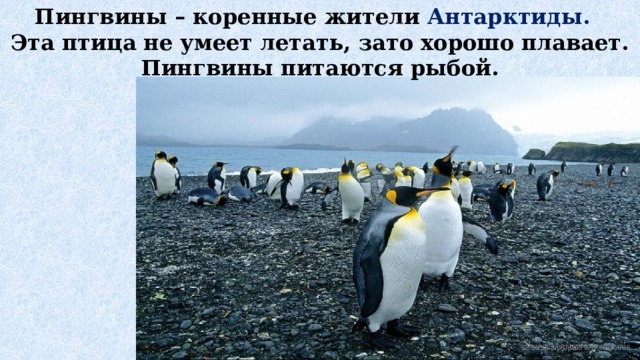 Пингвины – коренные жители Антарктиды.   Эта птица не умеет летать, зато хорошо плавает. Пингвины питаются рыбой.