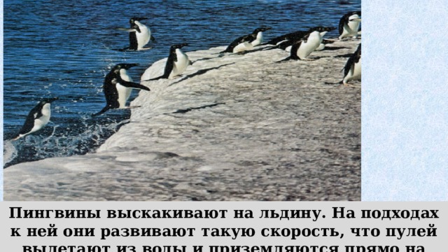Пингвины выскакивают на льдину. На подходах к ней они развивают такую скорость, что пулей вылетают из воды и приземляются прямо на ноги.