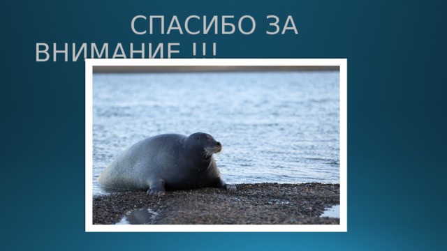  СПАСИБО ЗА ВНИМАНИЕ !!! 