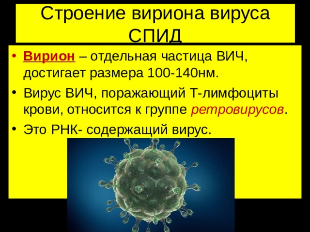 Строение вириона вируса СПИД Вирион – отдельная частица ВИЧ, достигает размера 100-140нм. Вирус ВИЧ, поражающий Т-лимфоциты крови, относится к группе ретровирусов . Это РНК- содержащий вирус. 