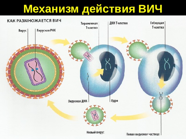 Механизм действия ВИЧ 