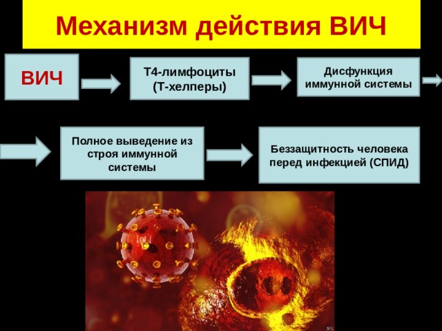 Механизм действия ВИЧ ВИЧ Т4-лимфоциты (Т-хелперы) Дисфункция иммунной системы Полное выведение из строя иммунной системы Беззащитность человека перед инфекцией (СПИД) 