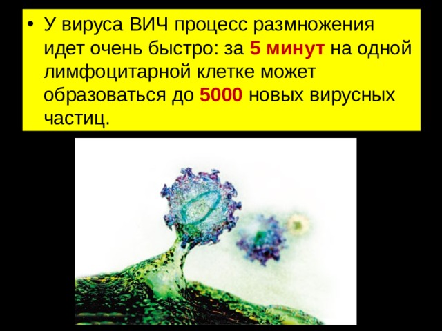 У вируса ВИЧ процесс размножения идет очень быстро: за 5 минут на одной лимфоцитарной клетке может образоваться до 5000 новых вирусных частиц. 
