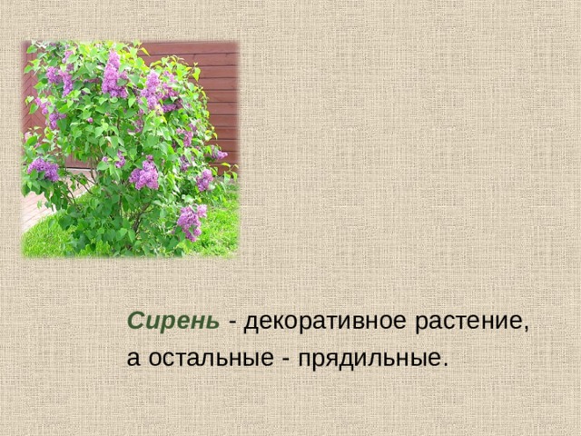 Сирень кроссворд. Прядильные культурные растения. Декоративные прядильные растения. Прядильные растения 2 класс. Прядильные культуры примеры 2 класс.