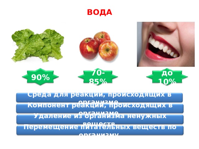 ВОДА 70-85% 90% до 10% Среда для реакций, происходящих в организме. Компонент реакций, происходящих в организме. Удаление из организма ненужных веществ. Перемещение питательных веществ по организму. 