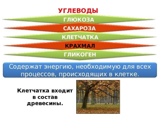 УГЛЕВОДЫ ГЛЮКОЗА САХАРОЗА КЛЕТЧАТКА КРАХМАЛ ГЛИКОГЕН Содержат энергию, необходимую для всех процессов, происходящих в клетке. Клетчатка входит в состав древесины. 