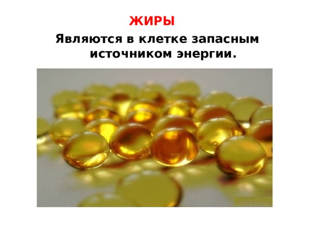 ЖИРЫ Являются в клетке запасным источником энергии.   