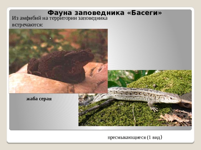 Из амфибий на территории заповедника встречаются: Фауна заповедника «Басеги» жаба серая пресмыкающиеся (1 вид )