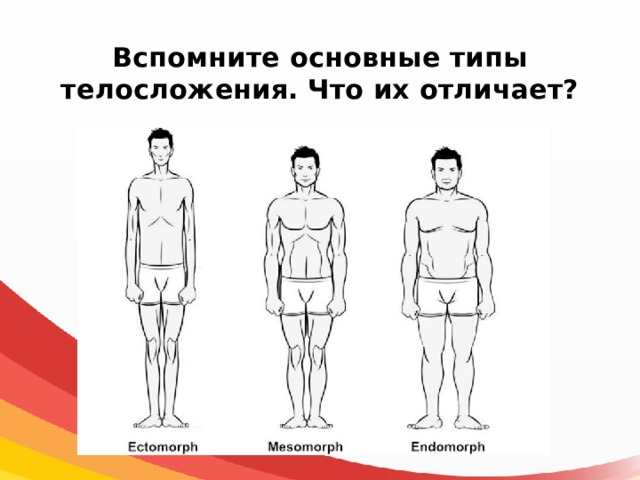 Вспомните основные типы телосложения. Что их отличает? 