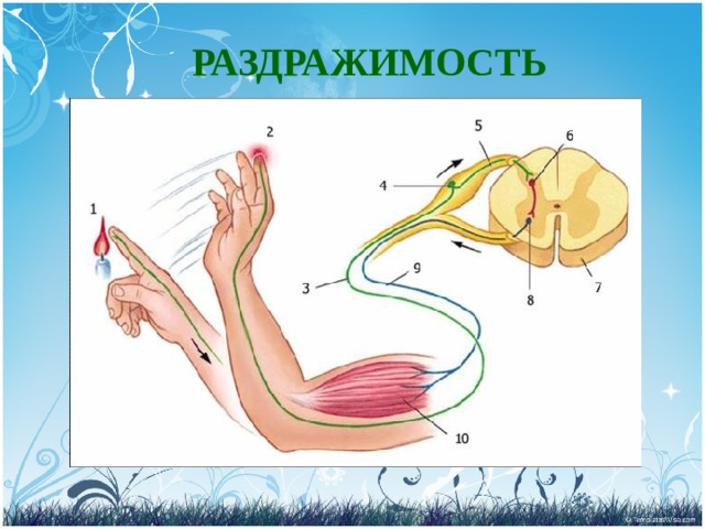 РАЗДРАЖИМОСТЬ 