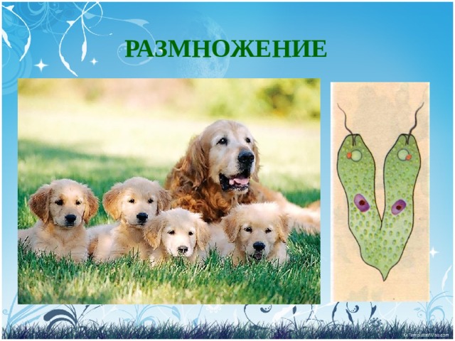 РАЗМНОЖЕНИЕ 