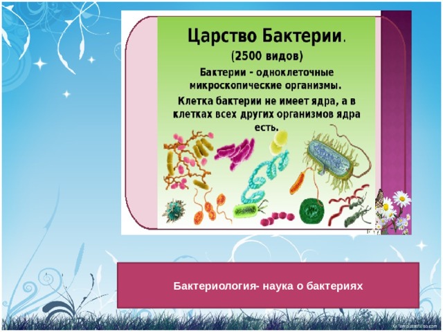 Бактериология- наука о бактериях 